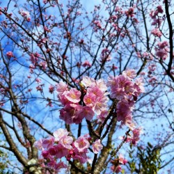 【 伊豆の春🌸 】